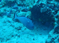 Xanthichthys ringens