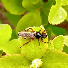 Bibio femoralis