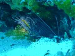 Sanopus splendidus