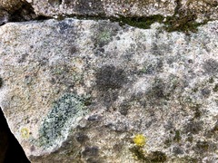 Willeya diffractella