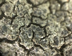 Willeya diffractella