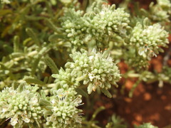 Teucrium vincentinum