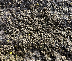 Endocarpon pallidulum