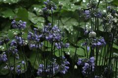 Allium sikkimense