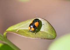 Cryptocephalus quadruplex