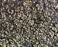 Endocarpon pallidulum