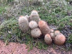 Echinocereus reichenbachii baileyi
