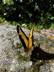 Heraclides androgeus