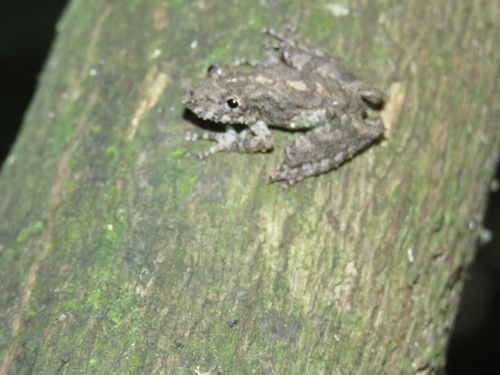 Scinax garbei