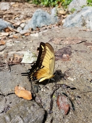 Heraclides androgeus