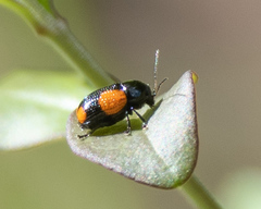 Cryptocephalus quadruplex