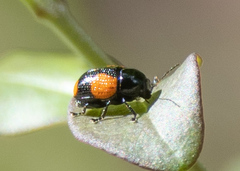 Cryptocephalus quadruplex