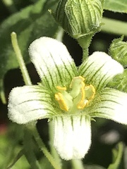 Bryonia cretica marmorata