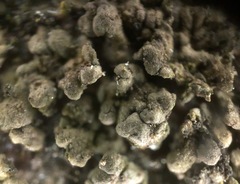 Endocarpon pallidulum