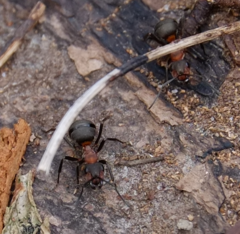 Formica rufa