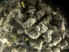 Endocarpon pallidulum