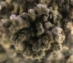 Endocarpon pallidulum