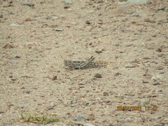 Schistocerca gregaria flaviventris