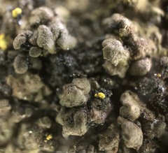 Endocarpon pallidulum