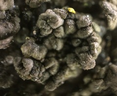 Endocarpon pallidulum