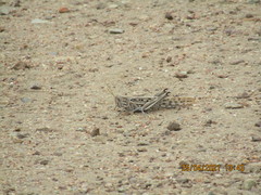 Schistocerca gregaria flaviventris