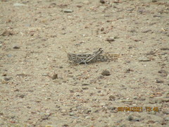 Schistocerca gregaria flaviventris