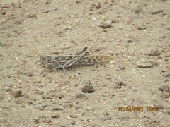 Schistocerca gregaria flaviventris