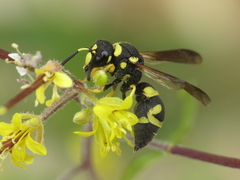 Parodontodynerus ephippium