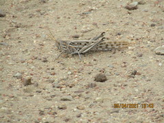 Schistocerca gregaria flaviventris