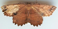 Euchlaena johnsonaria