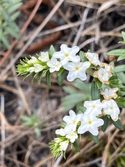Euploca polyphylla image