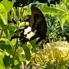 Papilio iswara