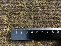 Endocarpon pallidulum