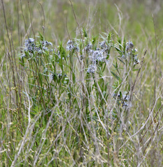 Amsonia illustris