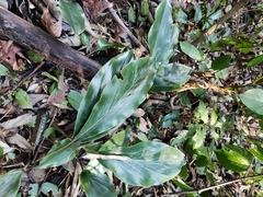 Alpinia japonica