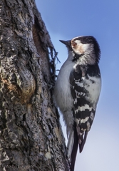 Dryobates minor kamtschatkensis