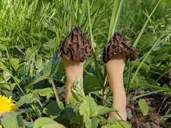 Morchella semilibera