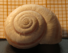 Xerolenta obvia