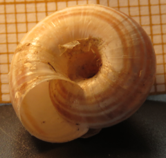 Xerolenta obvia