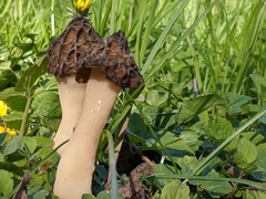 Morchella semilibera