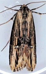 Crambodes talidiformis