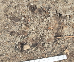 Papio ursinus ursinus