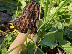 Morchella semilibera
