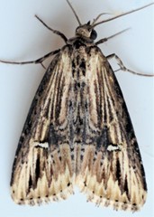 Crambodes talidiformis
