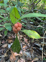 Doliocarpus dentatus