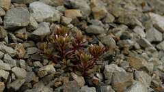 Epilobium pycnostachyum