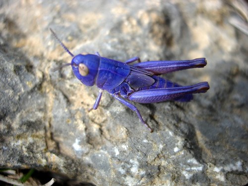 Stripe-winged Grasshopper, photo 4 of 10