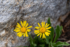 Arnica angustifolia