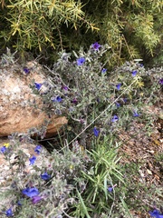 Lithodora fruticosa