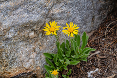 Arnica angustifolia